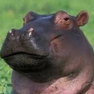 Meet your Posher, Joshua